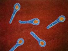 Illustration showing five blue bacteria with orange cores on a red background.